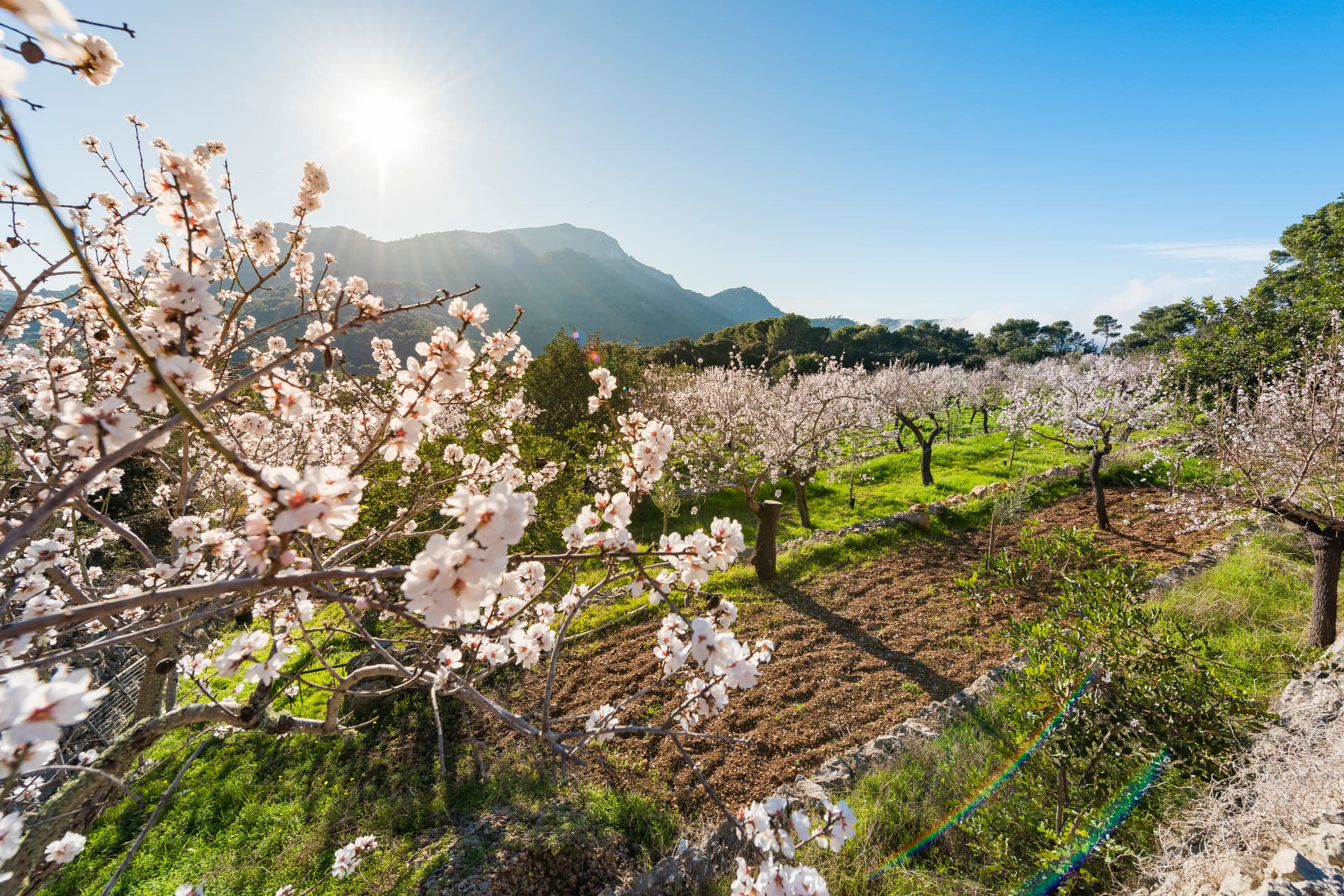 Primavera en Palma de Mallorca